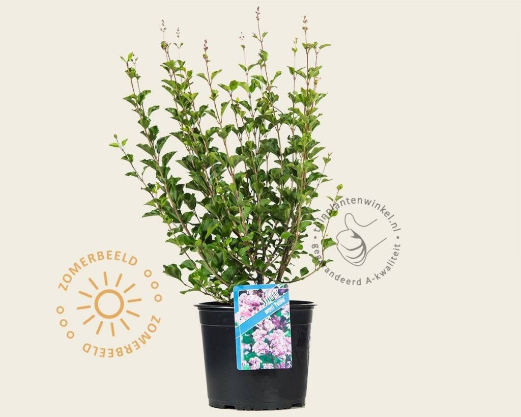 Syringa meyeri 'Palibin'