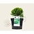 Thuja occidentalis 'Danica'