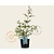 Vitex agnus-castus