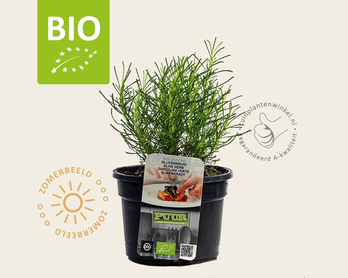 Santolina viridis Puur