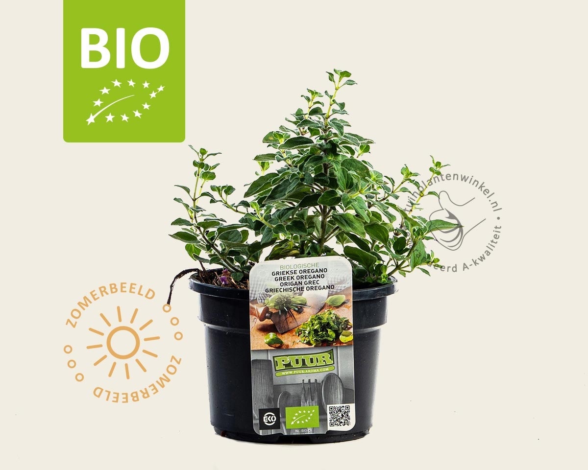 Origanum vulgare hirtum Puur