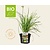 Allium tuberosum Puur