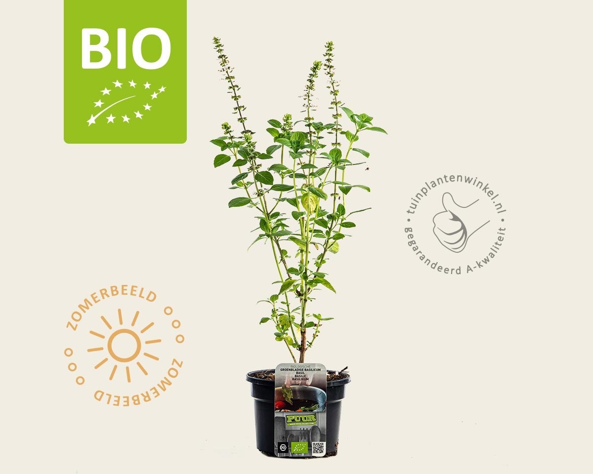 Ocimum basilicum 'Magic White' Puur