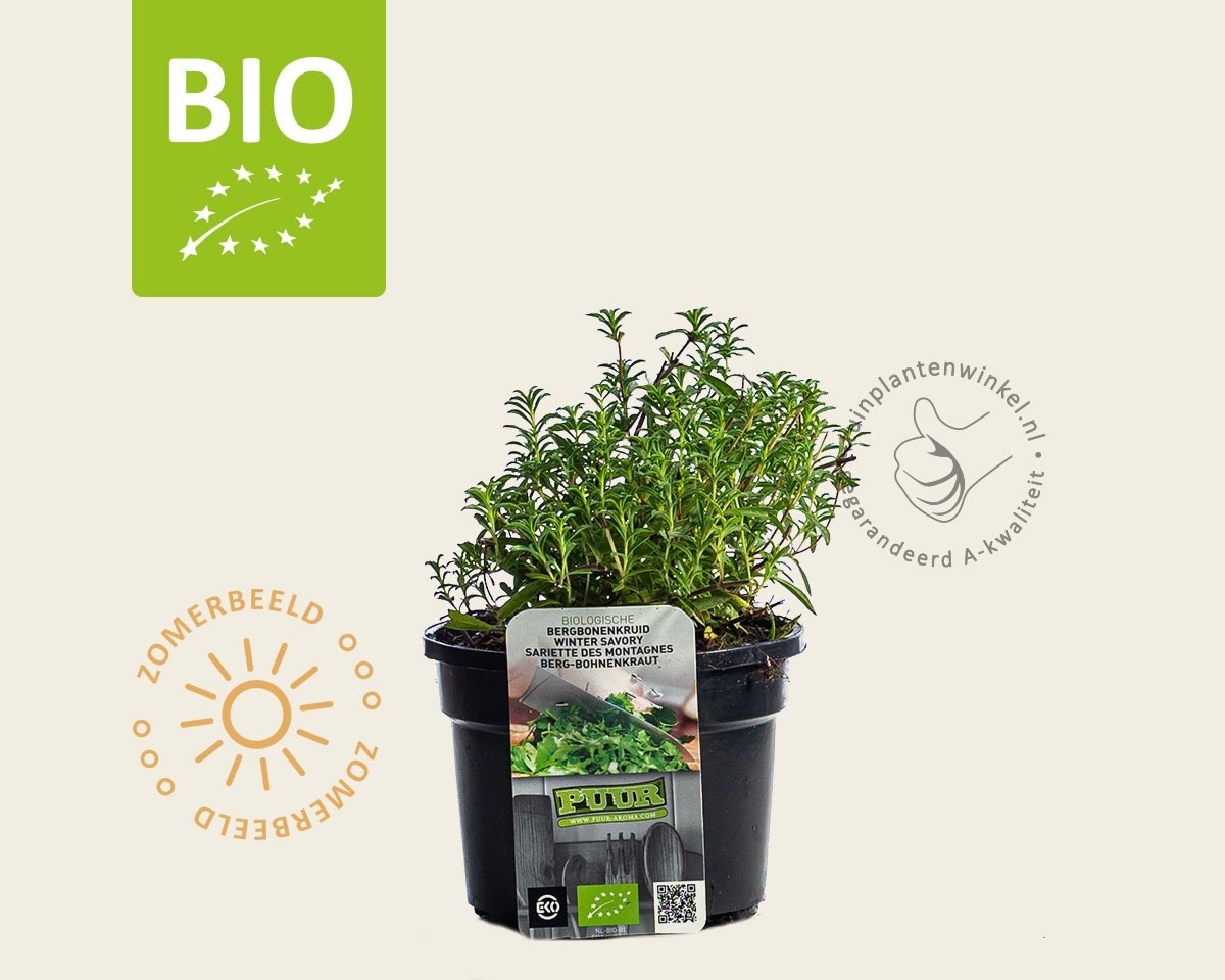 Satureja montana Puur