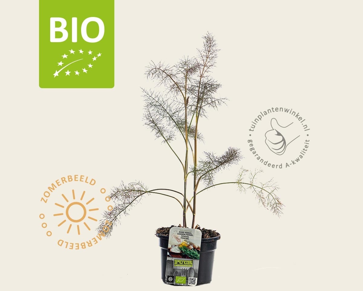 Foeniculum vulgare 'Purpureum' Puur