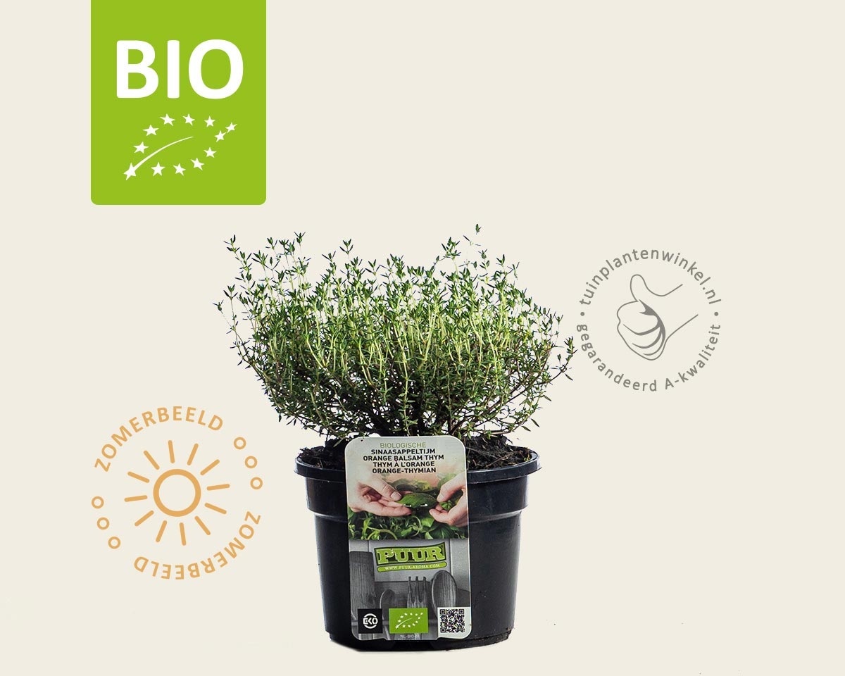 Thymus vulgaris 'Orange' Puur
