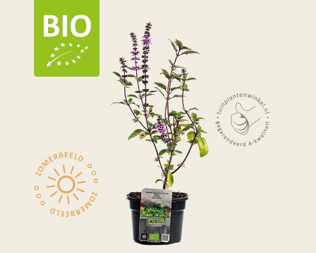 Ocimum basilicum 'Magic Blue' Puur