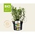 Rosmarinus officinalis Puur