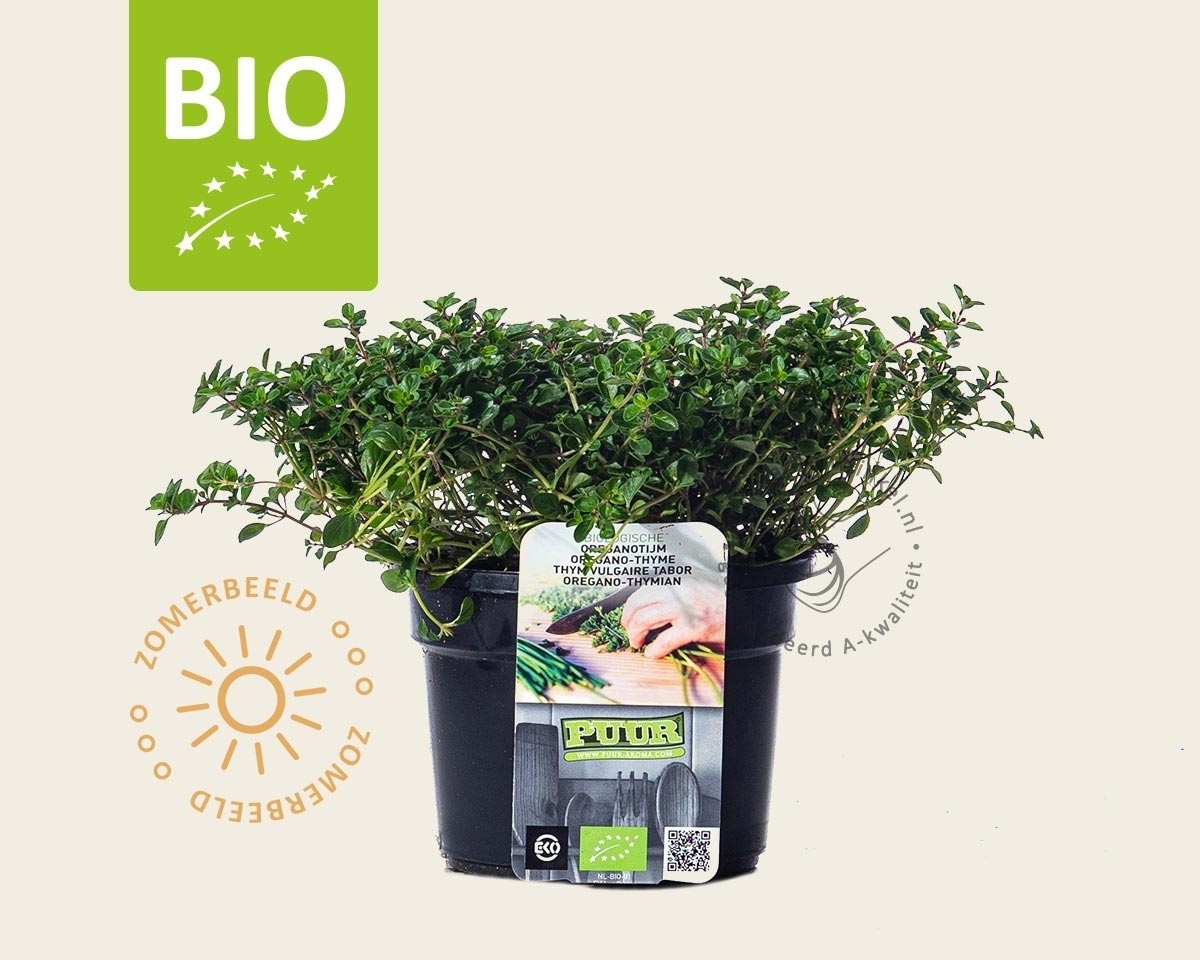 Thymus pulegioides 'Tabor' Puur