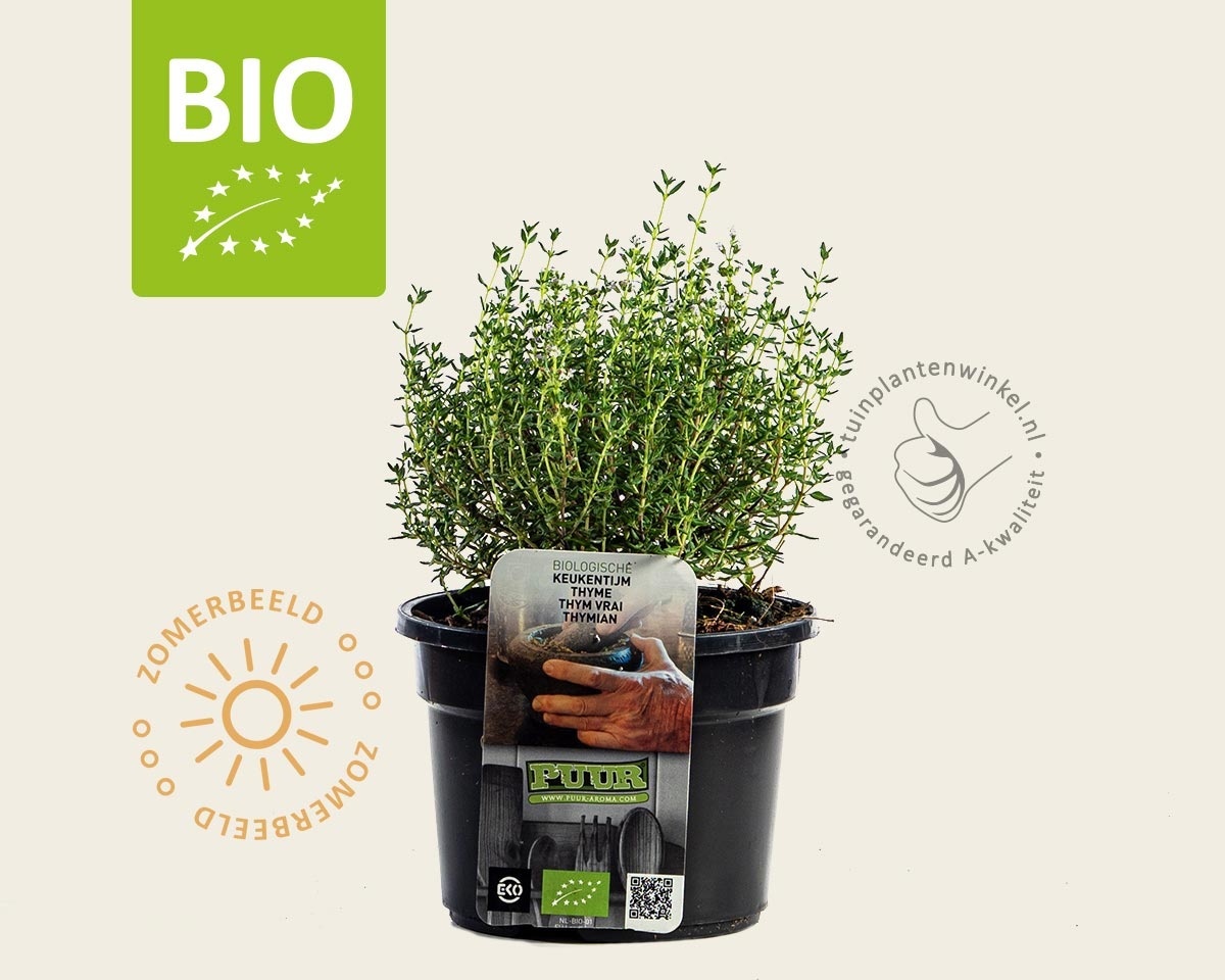 Thymus vulgaris 'Compactus' Puur