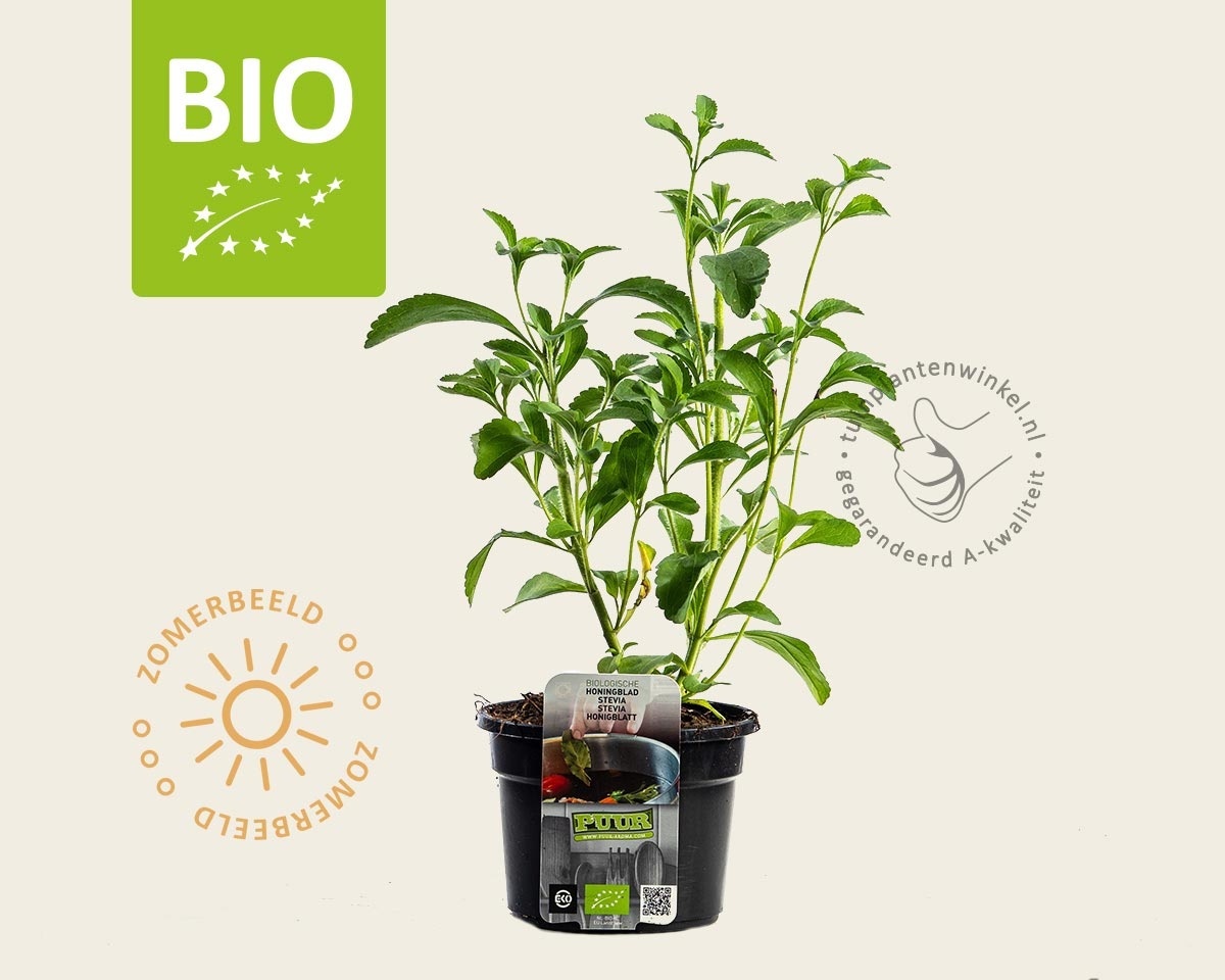 Stevia rebaudianum Puur