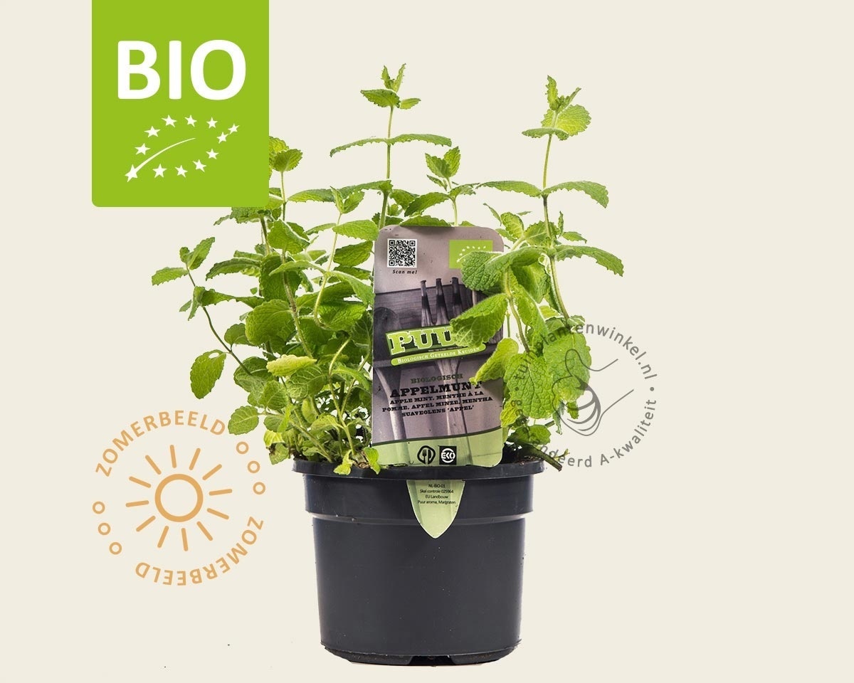 Mentha suaveolens 'Apfel' Puur