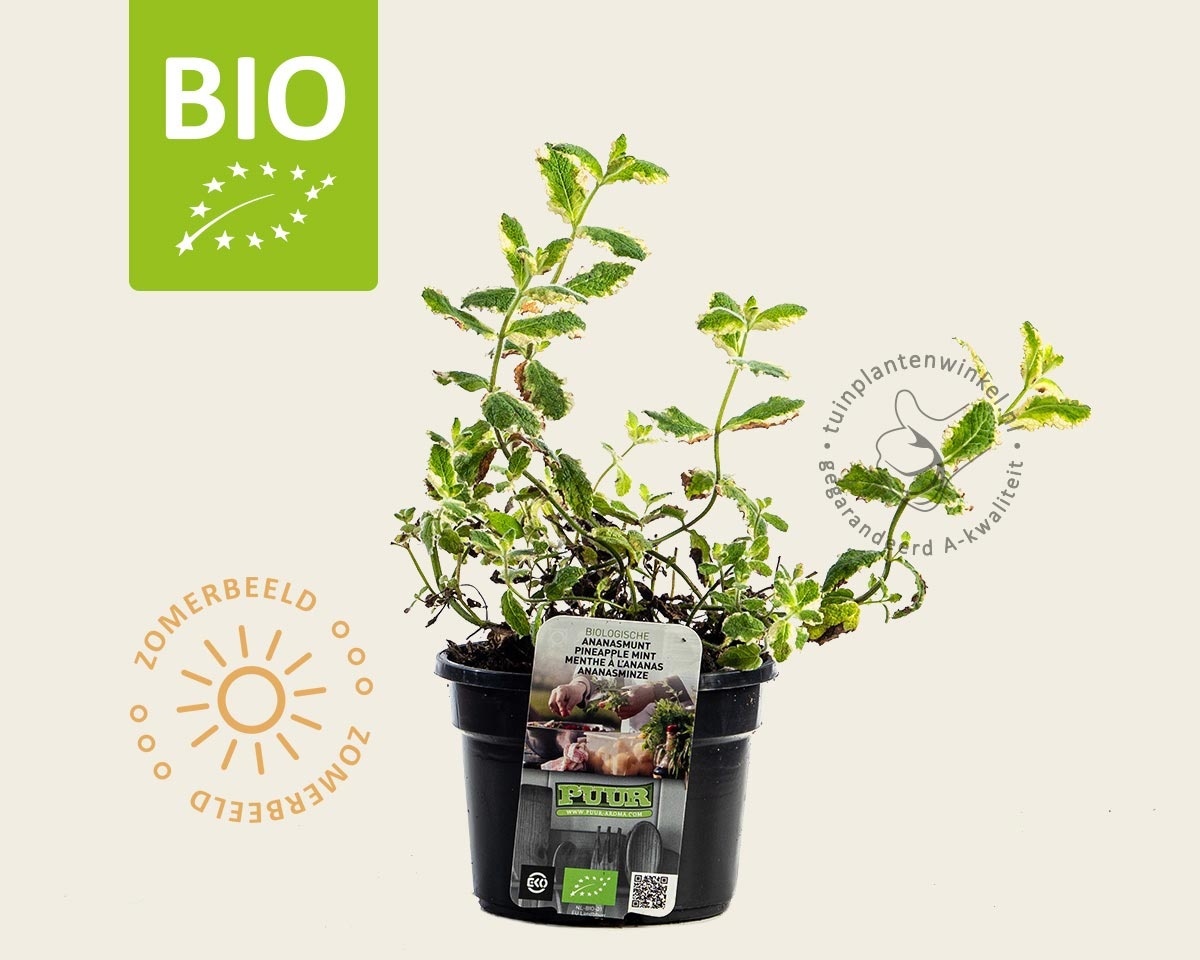 Mentha suaveolens 'Ananas' Puur