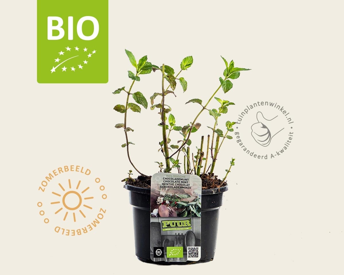 Mentha piperita 'Chocolate' Puur