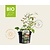 Lippia dulcis Puur