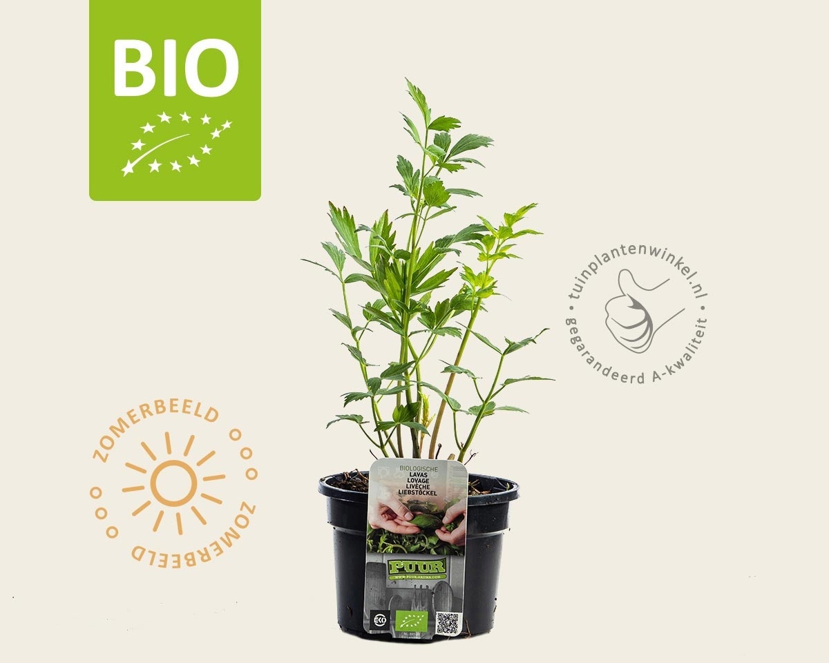 Levisticum officinale Puur