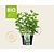 Mentha spicata 'Maroccan' Puur