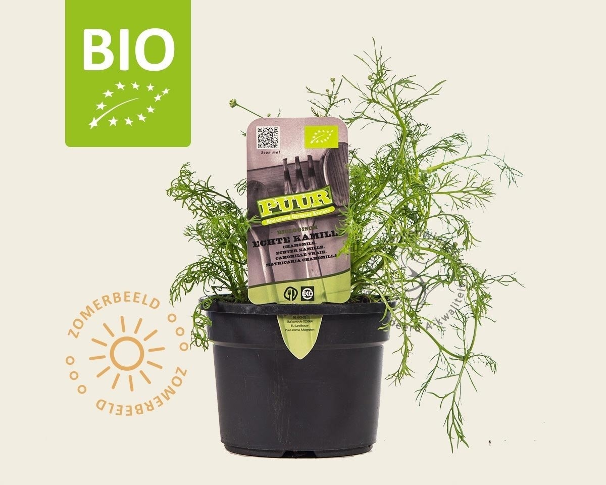 Matricaria chamomilla Puur