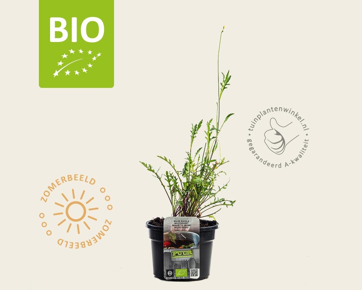 Diplotaxis tenuifolia 'Roma' Puur