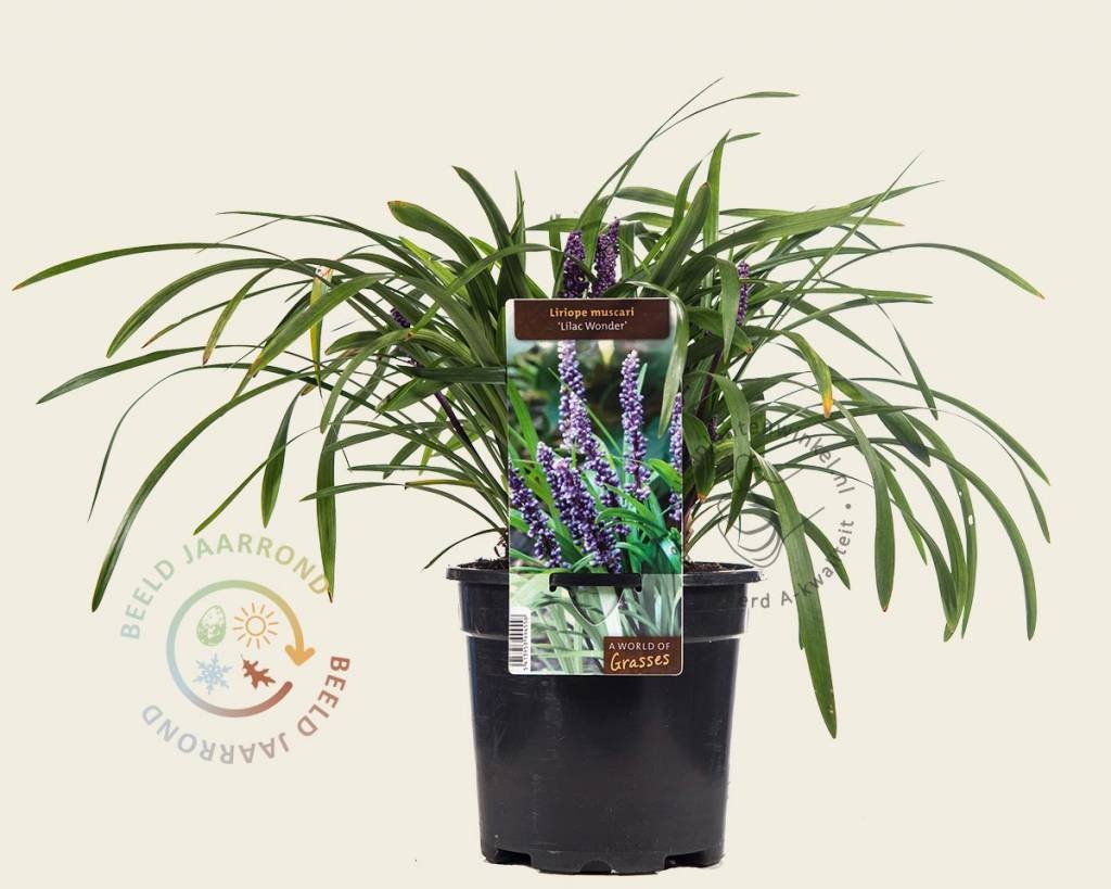 Liriope muscari 'Lilac Wonder'