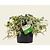Hedera helix 'White Ripple'
