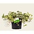 Hedera helix 'Yellow Ripple'
