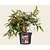 Leucothoe axillaris 'Carinella'