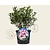 Kalmia latifolia 'Minuet'