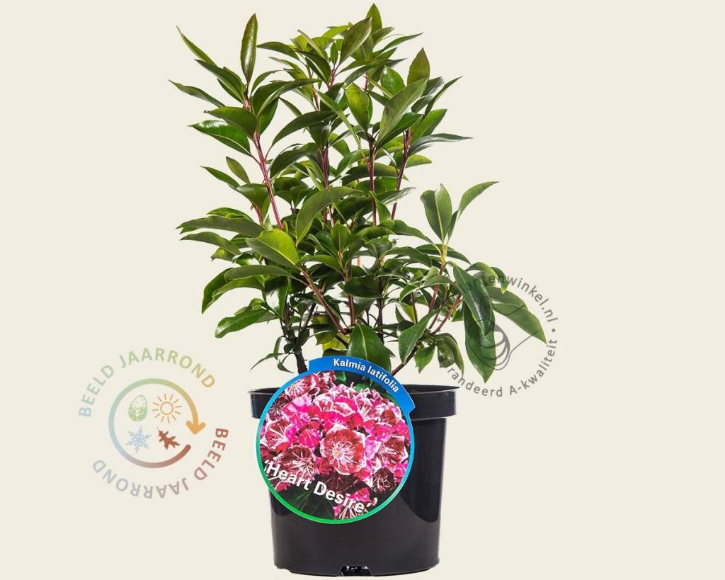 Kalmia latifolia 'Heart's Desire'