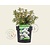 Rhododendron/Ledum groenlandicum 'Compactum'