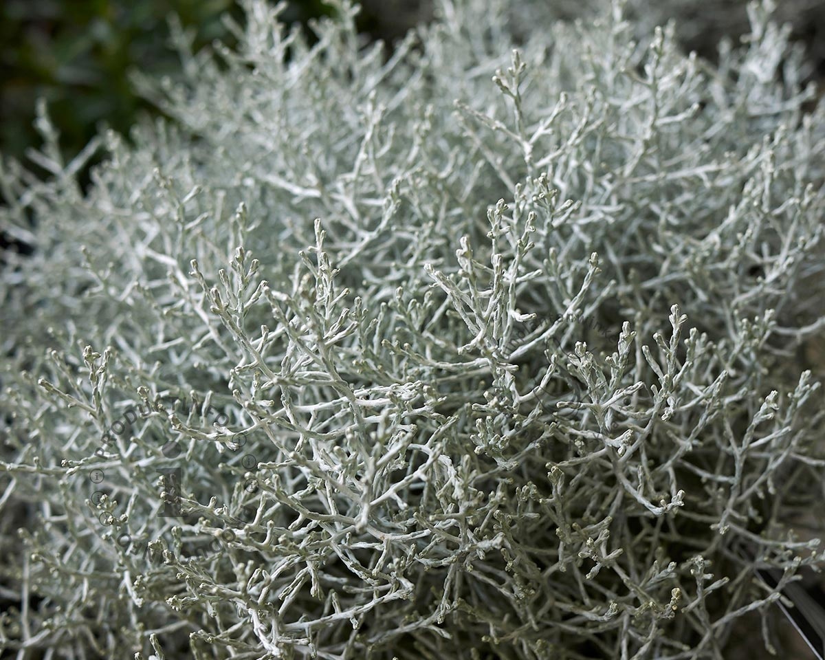 Calocephalus brownii