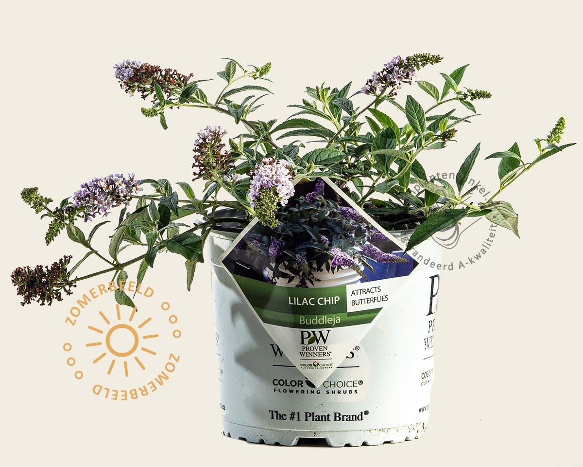 Buddleja davidii 'Lilac Chip'