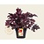 Heuchera 'Crimson Curls'