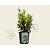 Sarcococca hookeriana var 'Humilis'