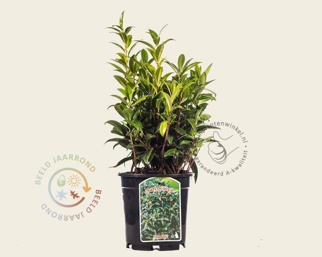 Sarcococca hookeriana var 'Humilis'