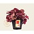 Heuchera 'Cherry Cola'