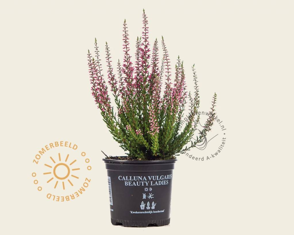 Calluna vulgaris 'Beauty Ladies Marica' - Roze