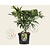 Skimmia japonica 'Kew Green'