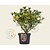 Skimmia japonica 'Red Diamond'