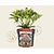 Skimmia japonica 'Marlot'