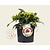 Skimmia reevesiana