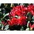 Rhododendron 'Scarlet Wonder'