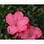 Rhododendron Azalea 'Anouk'