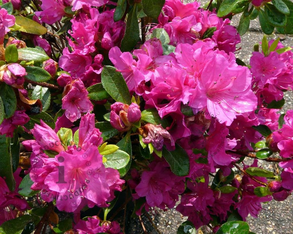 Rhododendron Azalea 'Violetta'