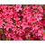 Rhododendron Azalea 'Moederkensdag'