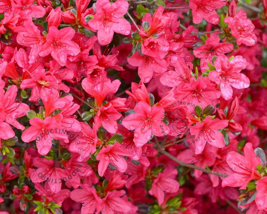 Rhododendron Azalea 'Moederkensdag'