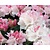 Rhododendron yakushimanum 'Dreamland'