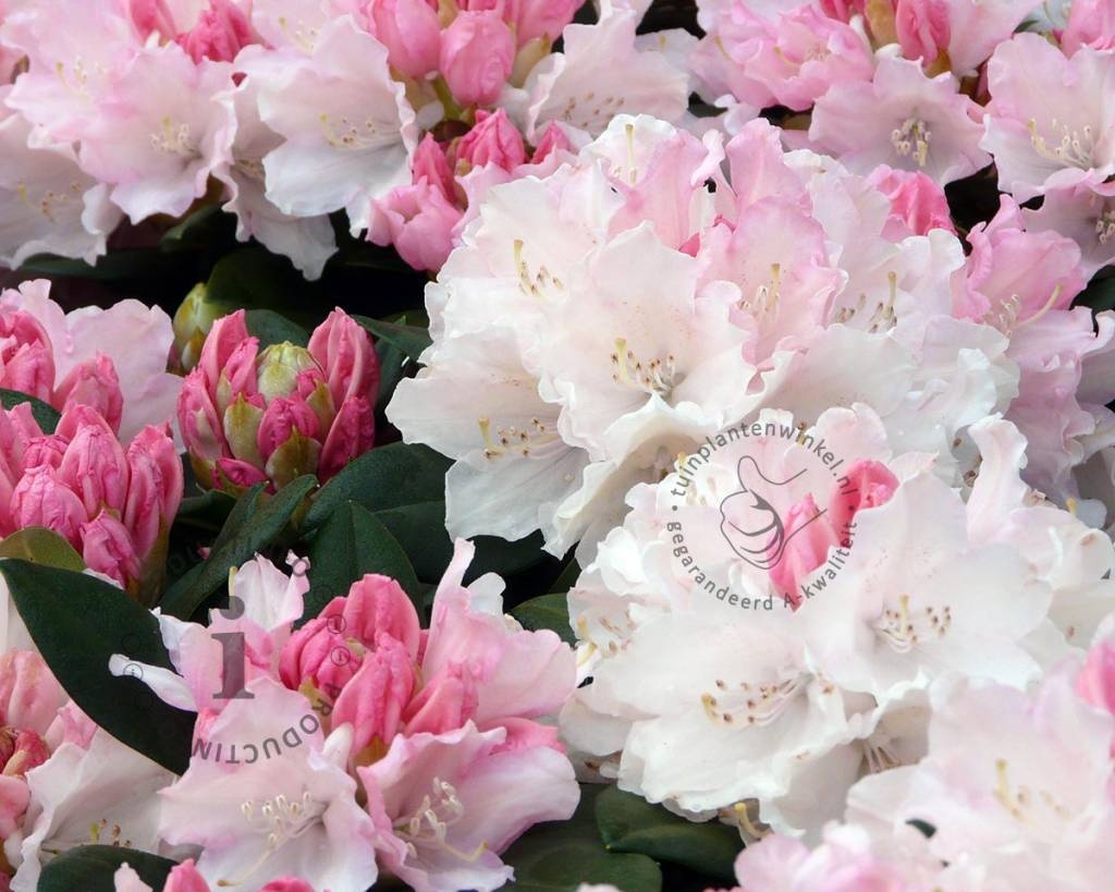 Rhododendron yakushimanum 'Dreamland'