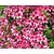 Rhododendron Azalea 'Silvester'