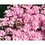 Rhododendron Azalea 'Kermesina Roze - Wit'